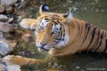 INDE - PARC NATIONAL DE RANTHAMBORE - Les tigres de la jungle
